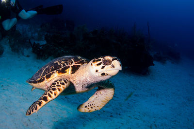 Turtle swimming in sea