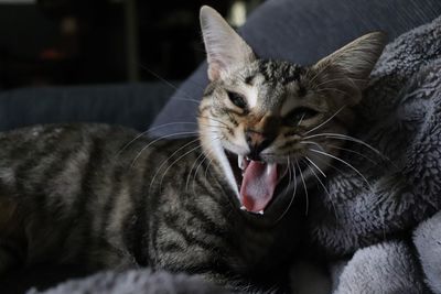 Cat yawning