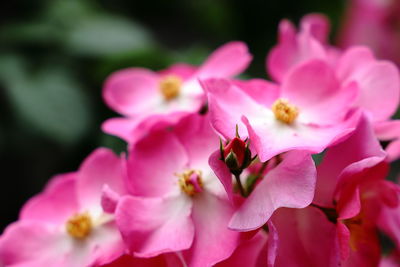 Close-up of pink flowering plant