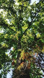 Low angle view of trees in forest