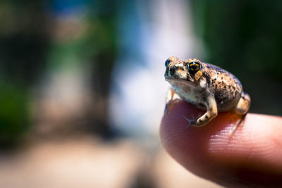 Close-up of hand holding turtle