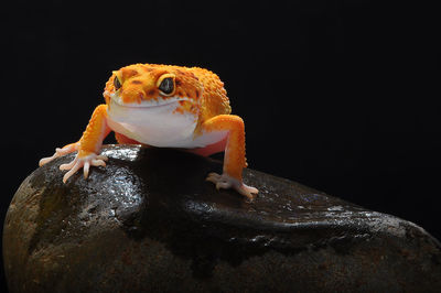 Close-up of crab on rock against black background