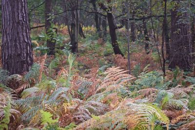 Scenic view of forest