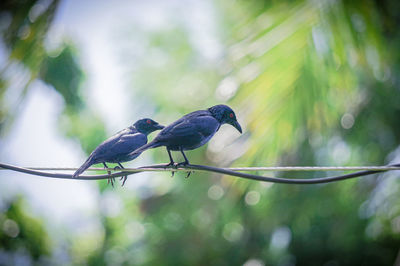 A couple of asian glossy starlings