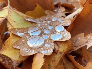 Close-up of raindrops on leaves