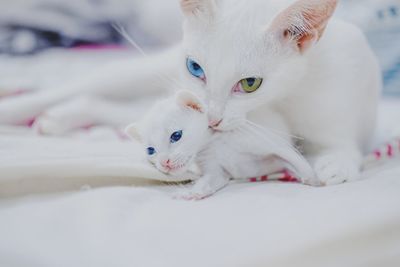 Portrait of white kitten on bed