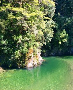 Reflection of trees in water