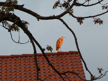 Low angle view of bird perching on tree