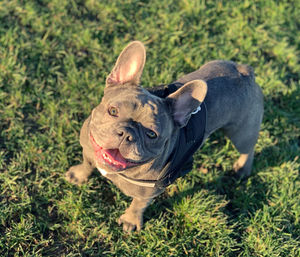 Happy frenchie on a sunny day. 