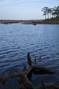 View of birds on lake against sky