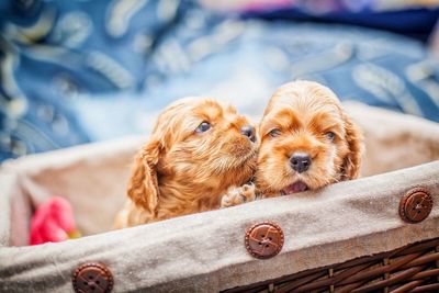 Close-up of a dog