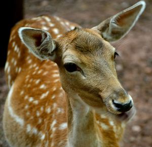 Close-up of an animal