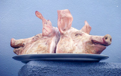 Dead pig heads on tray