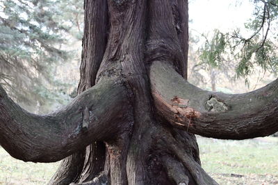 Close-up of tree trunk