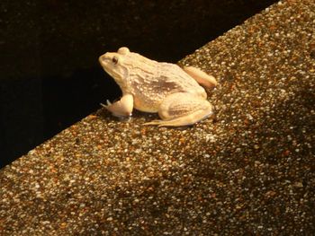 Close-up of bird