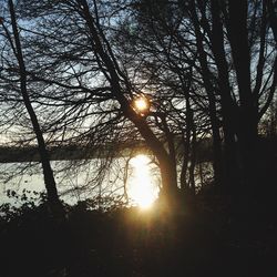 Sunlight streaming through trees in forest at sunset