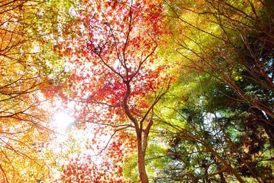 Low angle view of autumn trees