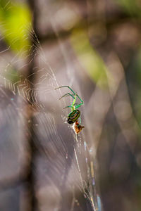 Close-up of spider on web