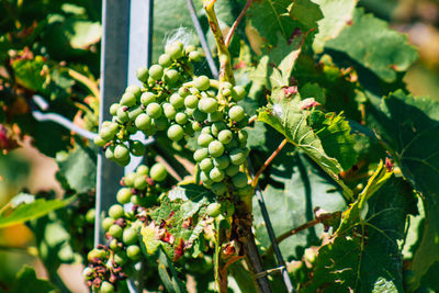 Close-up of grapes growing on plant