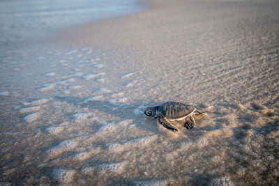 Sea turtle hatchling at beach