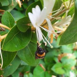 Close-up of honey bee pollinating on flower