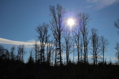 Low angle view of trees in forest against sky