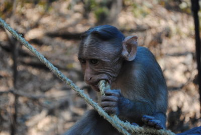 A monkey on elephanta island, mumbai