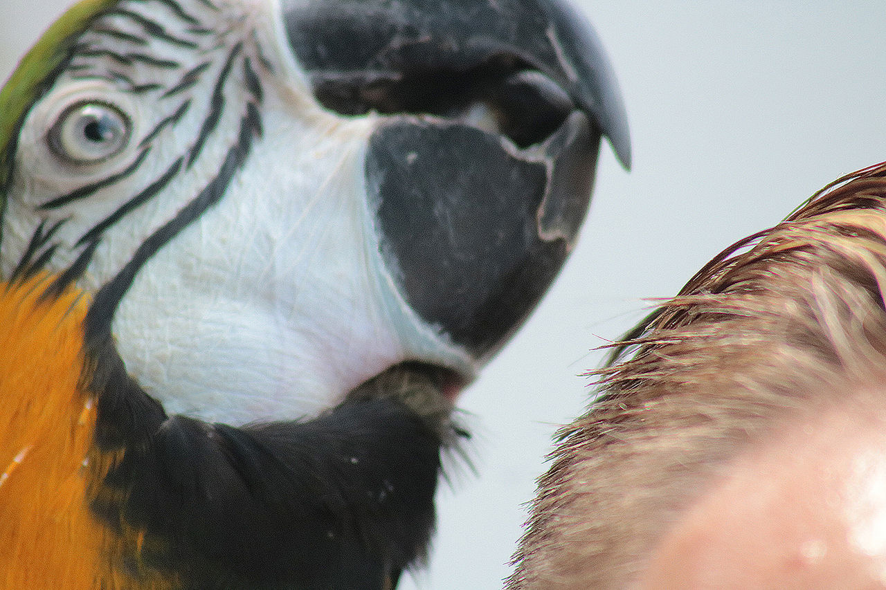 CLOSE UP OF A BIRD