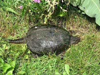 High angle view of tortoise on land