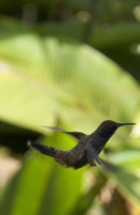 Close-up of plant against blurred background