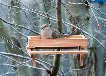 Bird perching on branch