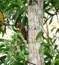 Bird perching on tree