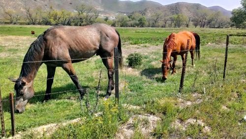 Horses grazing on field