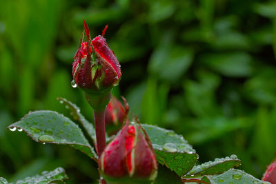 Close-up of red rose on leaves