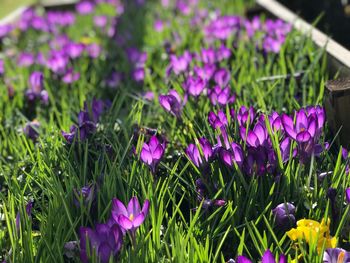 Close-up of purple crocus flowers blooming on field