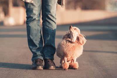 Low section of man holding dogs