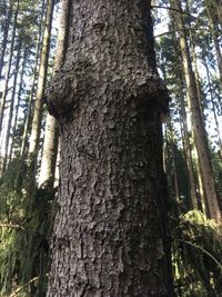 Low angle view of trees in forest