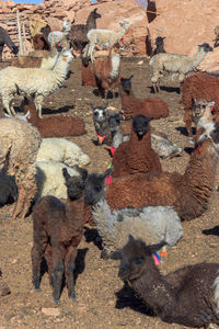 High angle view of sheep
