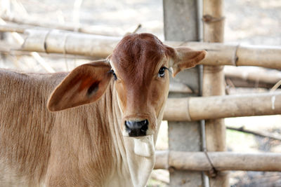 Cows on the farm to prepare for slaughter.