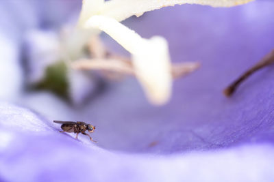 Close-up of bee pollinating on purple flower