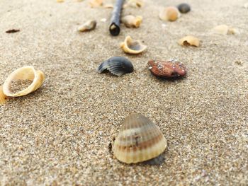 Close-up of seashells on beach