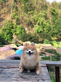 Portrait of dog sitting on tree