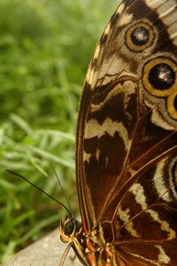 Close-up of butterfly on leaf