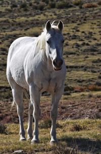 Lone white horse