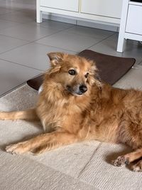 Portrait of dog relaxing on floor at home