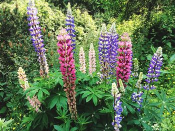 Close-up of multi colored flowers blooming outdoors