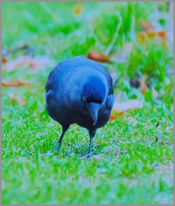 Close-up of a bird on field