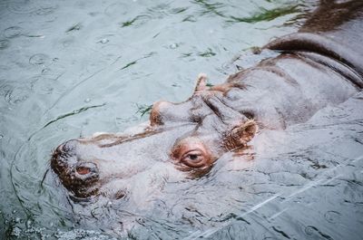High angle view of turtle swimming in water