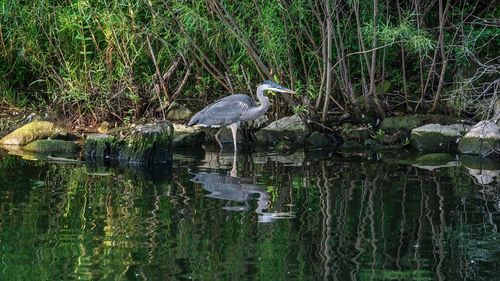 View of a bird in lake