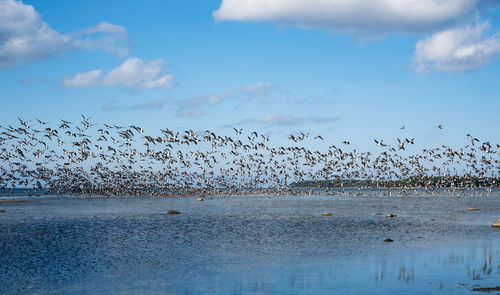 large group of animals